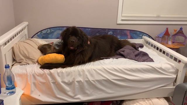 Little girl has best sleepover ever with her Newfoundland dog смотреть онлайн