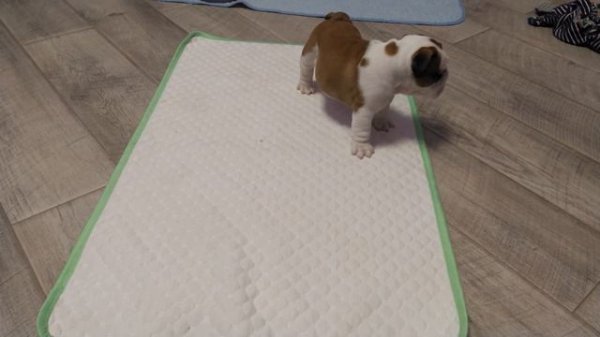 Как приучить щенка к пелёнке?Самый маленький и такой важный возраст к навыкам!