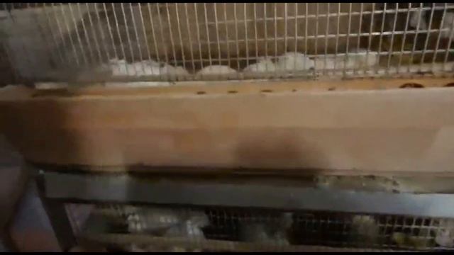 Переводим перепелов на куриный корм смотреть онлайн