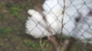 Павлин альбинос распускает хвост