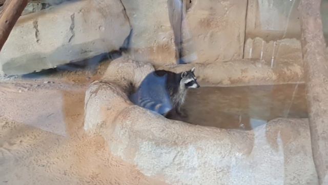 Emirates Park Zoo Abu Dhabi ‼️Family Vlog # 2 #livingintheuae #lifestylevlog #emiratesparkzoo