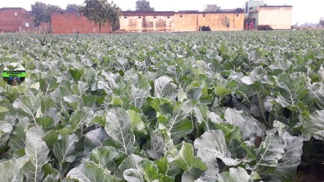 Bayer Antracol Fungicide की पूरी जानकारी || Full Information About Antracol || By Evergreen World