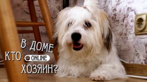 БИШОН — ГРОЗА СЕМЬИ: КТО ВИНОВАТ И ЧТО ДЕЛАТЬ?