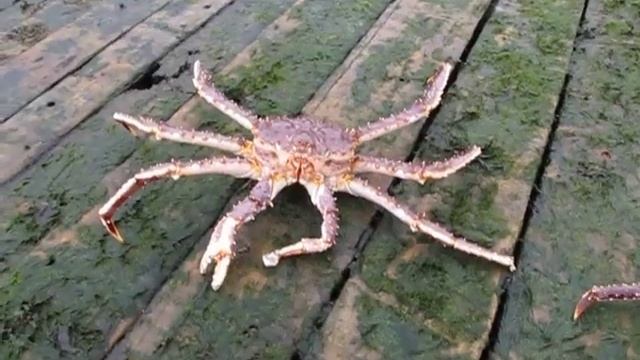 Камчатский краб ползет