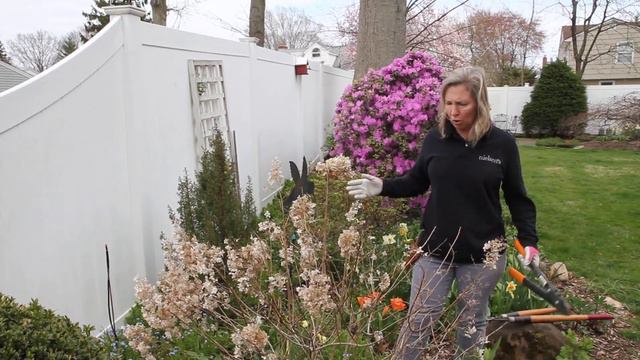 Pruning Bobo and paniculata hydrangea. смотреть онлайн