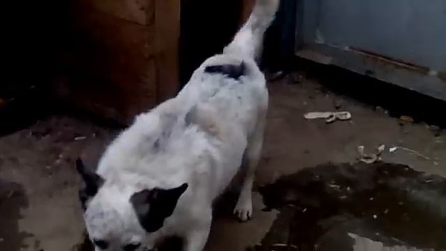 Смешные звуки собаки смотреть онлайн
