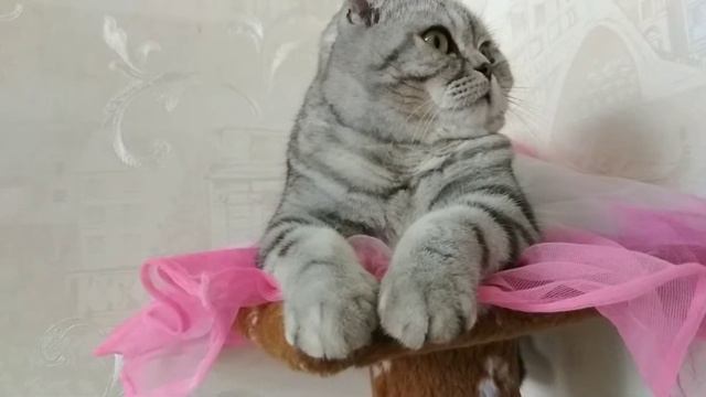 Супер кошечка смотреть онлайн