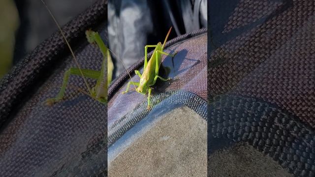 Саранча или кузнечик? смотреть онлайн