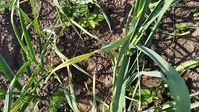 Как увеличить Урожайность Чеснока / Уход и Выращивание чеснока на огороде смотреть онлайн