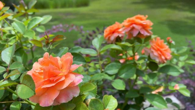 Floribunda Tree Rose - Double Easy Orange (1st year - 3rd flush) смотреть онлайн