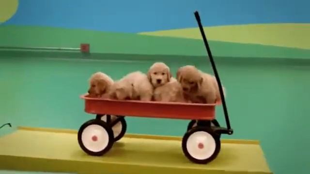 Фантастическая игра собак