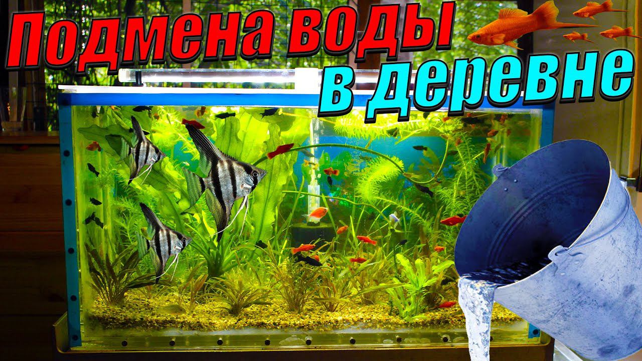 Подмена воды в аквариумах в деревне! смотреть онлайн