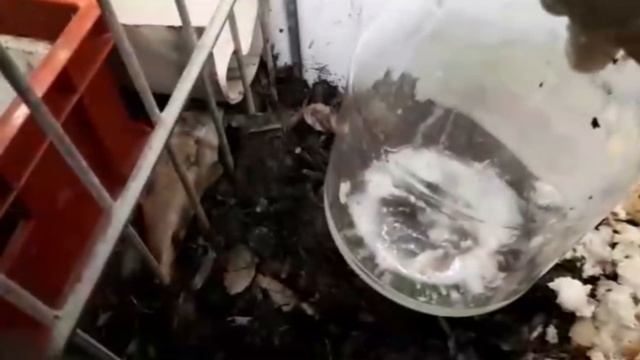 ПАН76. Ноу - хау в Червеводстве. ВЕРМИКВАС. Хлеб в червеводстве как лучше использовать. смотреть онлайн