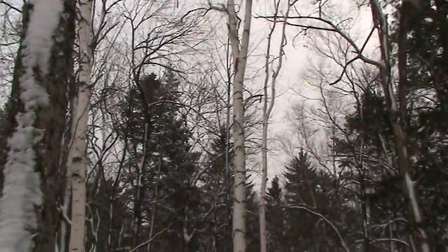 Кедровое масло "ЛЕСОЛОГИЯ" - пошли искать шишку смотреть онлайн