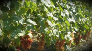 Особенности выращивания и посадки винограда сорта велес