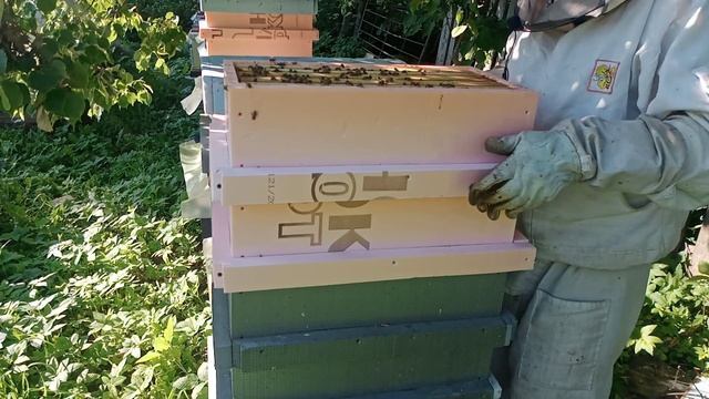 Забираем запечатанные маточники и переносим в инкубатор. смотреть онлайн