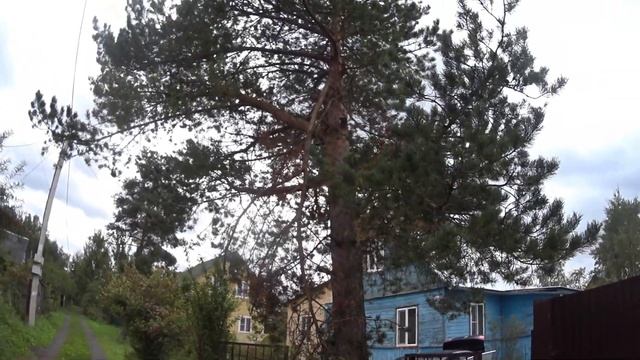Как утеплить полы дачного дома без разбора ? Спилили сосну на въезде! смотреть онлайн