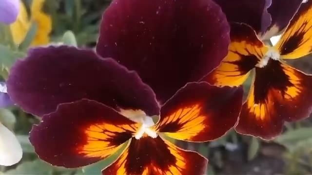 Куплю квіти анютки смотреть онлайн