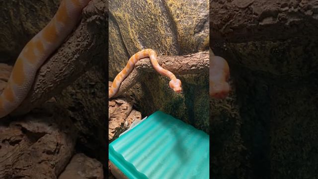 Ball Python Lavender Albino