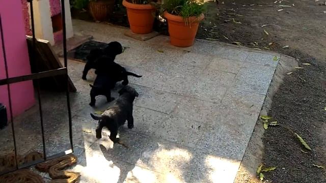 Fully Black puppies of Rottweiler смотреть онлайн
