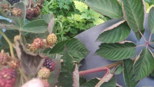 ежевика Небеса МП на 25,09.22 в Ивановской обл