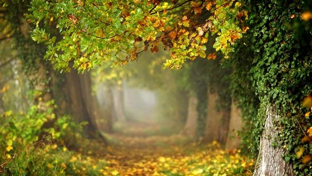 Нейтрализация кармы для решения денежных проблем смотреть онлайн