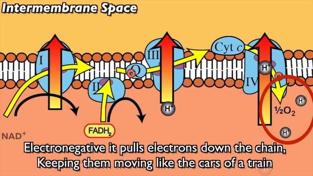 Electron Transport Chain (Music Video) смотреть онлайн