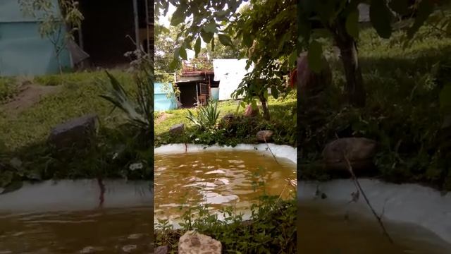 Дача китайца смотреть онлайн