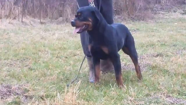 One Year Rottweiler Female Lepa - vb rottweilers video смотреть онлайн
