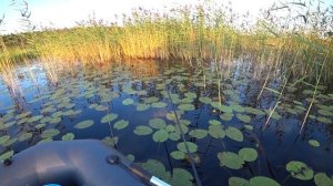 Ловля КРУПНОЙ красноперки в августе