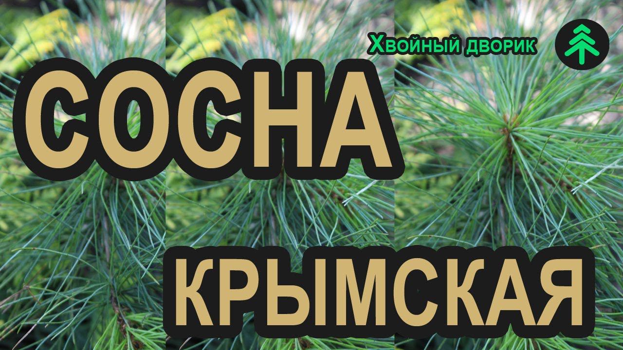Сеянцы сосны крымской 2-х летка. Саженцы хвойных в питомнике "Хвойный дворик" - сезон осень 2019 смотреть онлайн