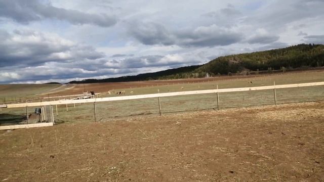 Катумские овцы ч 25 смотреть онлайн
