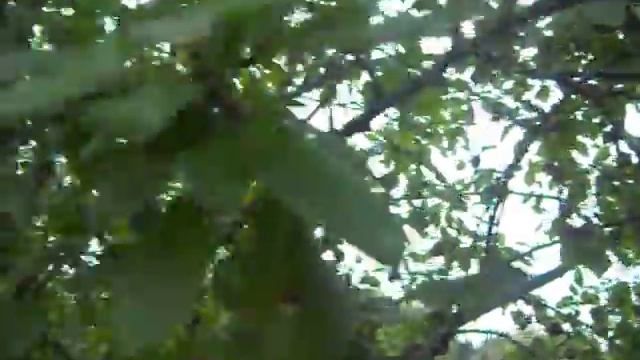 Слива венгерка. Prunus. смотреть онлайн