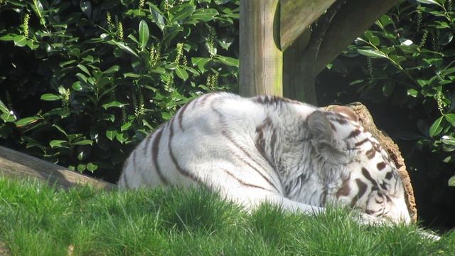 Бельгийские тигры смотреть онлайн