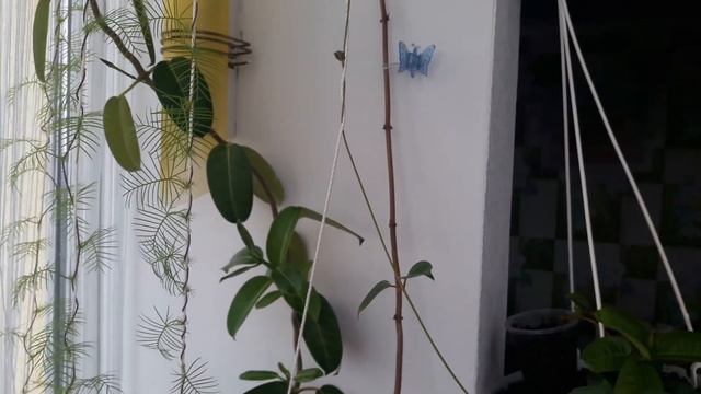 ДИПЛАДЕНИЯ ( МАНДЕВИЛЛА)и другие цветущие комнатные растения смотреть онлайн