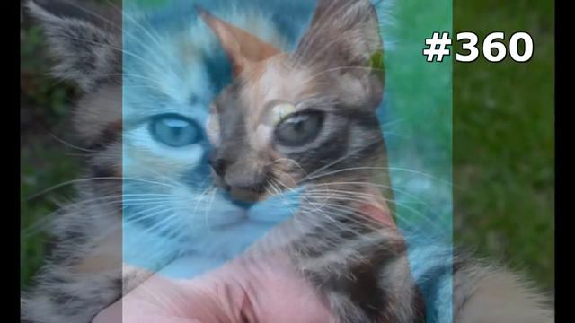 #360. Самые прикольные коты смотреть онлайн
