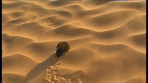 Жук Скарабей - легенда и реальность?