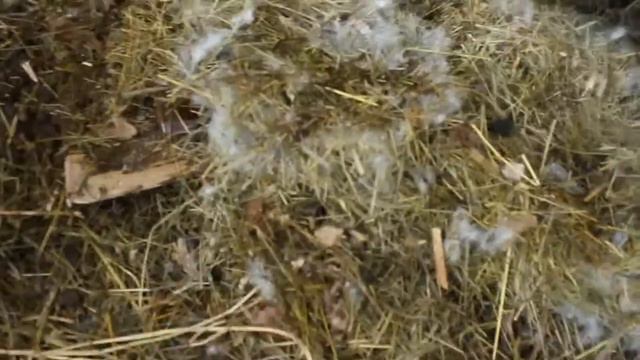 замена подстилки в маточнике смотреть онлайн