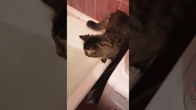 кота нужно помыть)))#кот смотреть онлайн