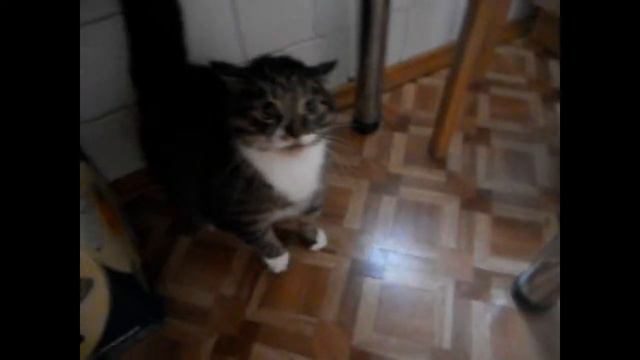 Агрессивный кот! смотреть онлайн