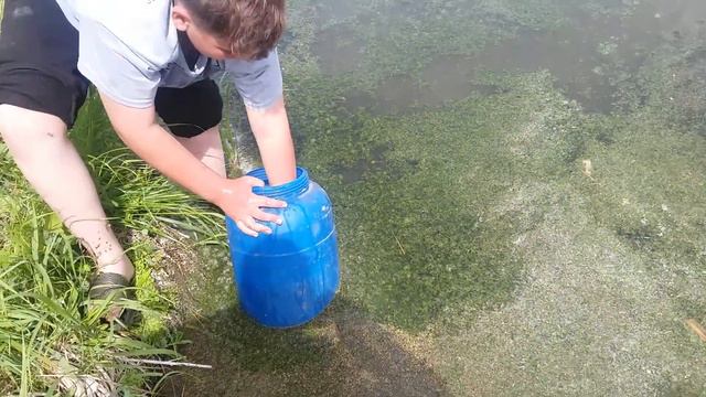 Зарыбляем водоем, линь, карась, карп. смотреть онлайн
