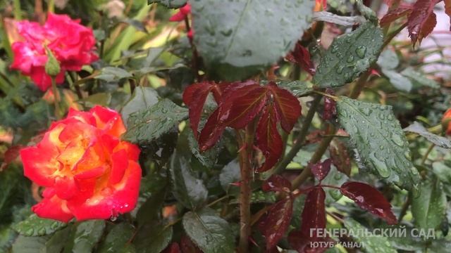 1 столовая ложка Осенью заменит 100 Удобрений! Осенью сыпать под Всё! Эта подкормка вошла в Историю смотреть онлайн