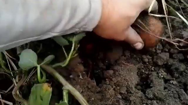 Между делом. Копаем чуфу и батат смотреть онлайн