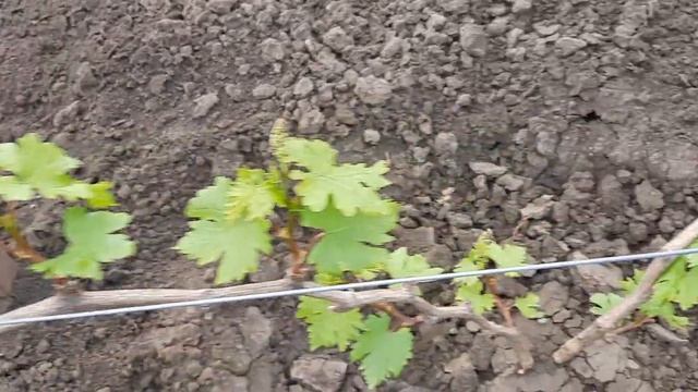 Новинка!!! ПАЛЬЦЫ ЛЕШЕВО. Состояние куста на 15 мая. Кусту второй год. смотреть онлайн