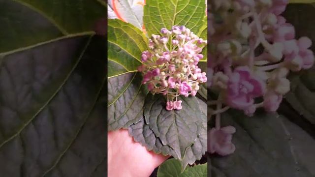🌸Зацвели крупнолистные гортензии🌸#гортензии #черенкованиегортензий#цветы#саженцы смотреть онлайн