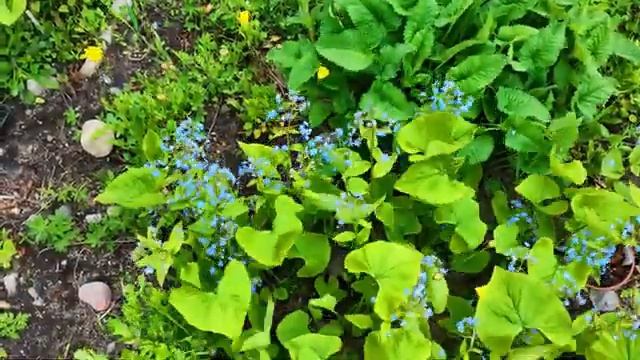 Троица 2022, Мончегорский собор. #monchegorsk  #троица #god #православие #Мончегорск #церков смотреть онлайн