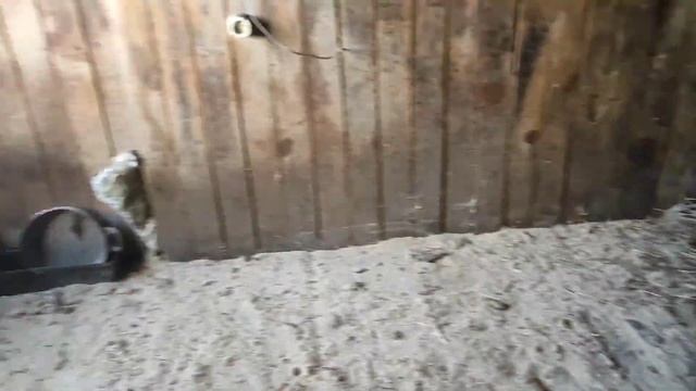 Поздние бройлеры?, немного сенокоса?, праздник???, забой птицы ? смотреть онлайн