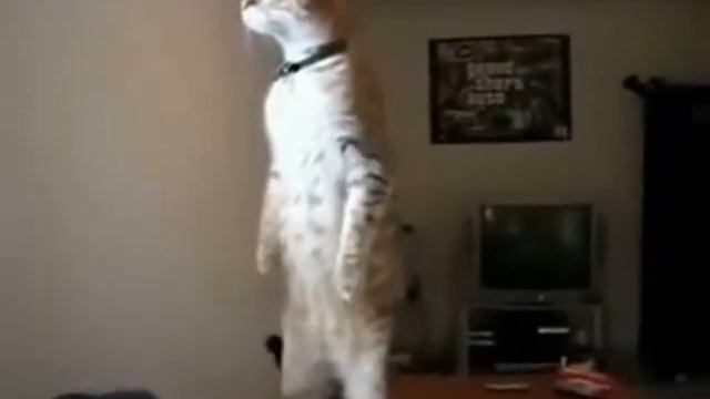Кот стоит на двух лапах. Легко. Cat stands on two legs. Easily. смотреть онлайн