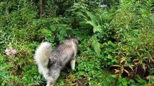 ВАРИМ ХАСКИ В ДЖАКУЗИ