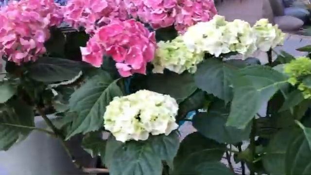 Grand Урюк Старт смотреть онлайн